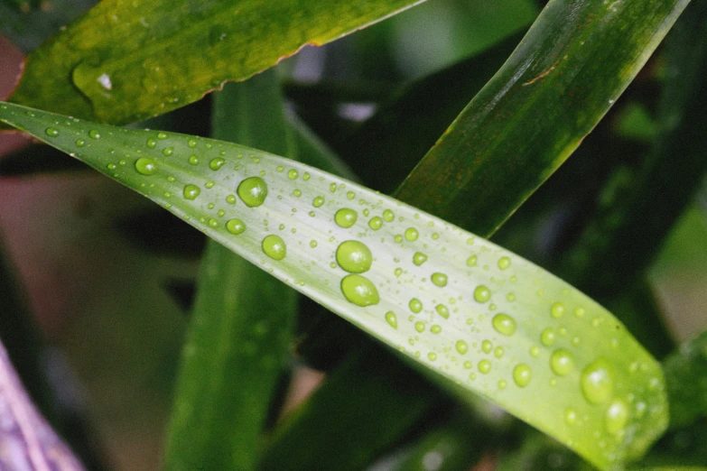 the leaves of a plant with water drops
