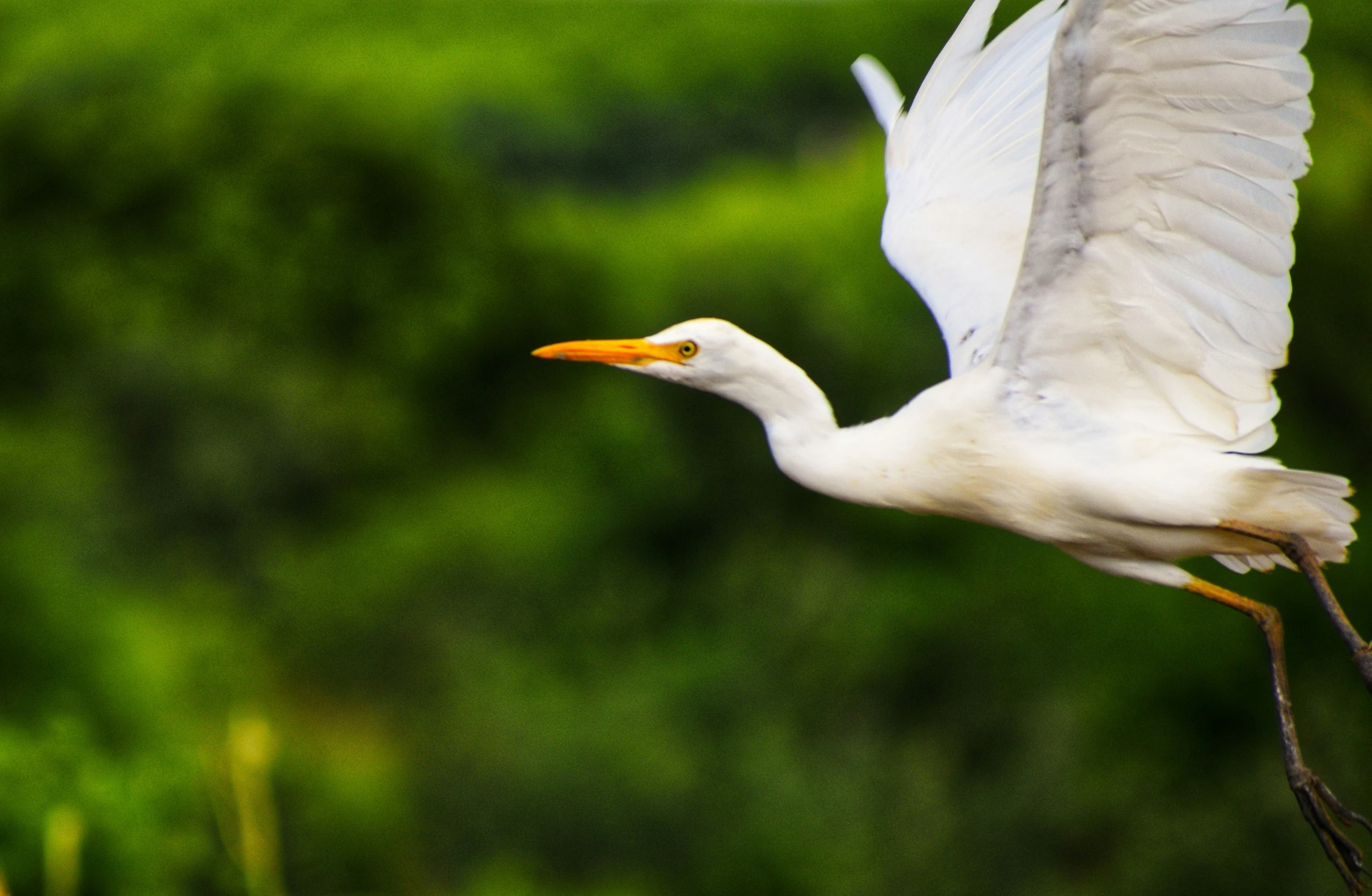 a bird with yellow beak flying over water