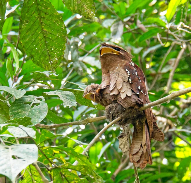 a large brown bird perched on top of a tree