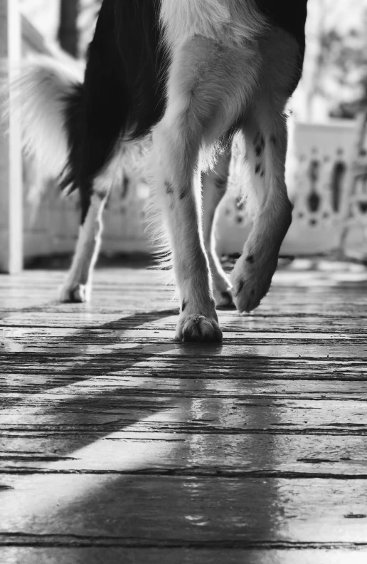 a dog is walking across a wooden floor