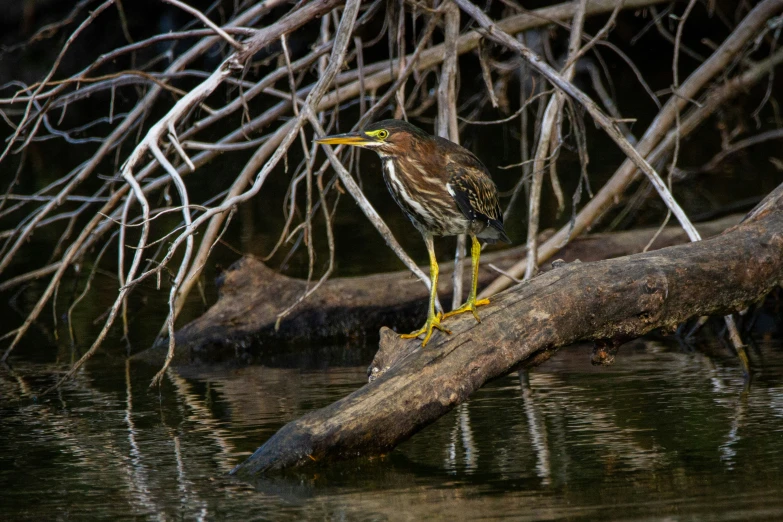 the bird is standing on a tree nch in the water