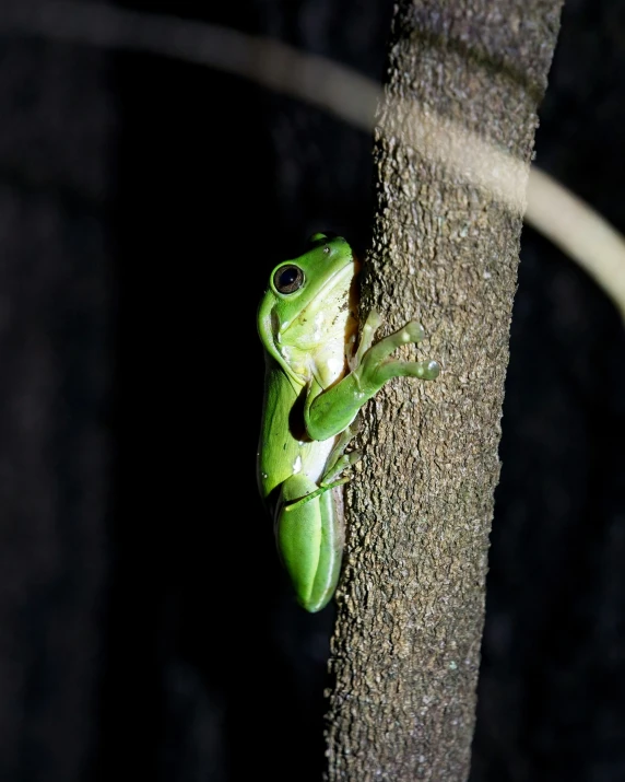 the frog is sitting on a nch with its eyes open