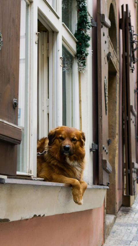 a dog lying down on the ledge of a window