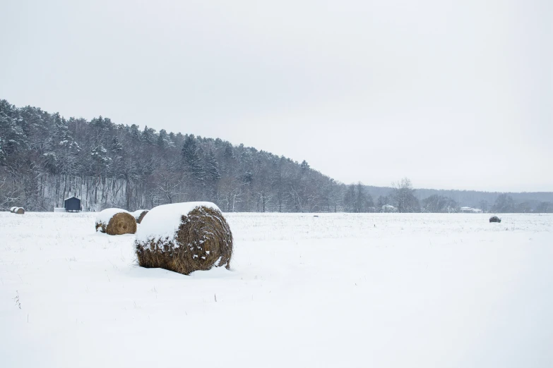 a few hay is piled and sitting in the snow