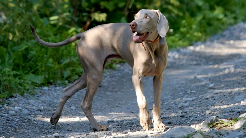 a dog walks through the gravel with its tongue out