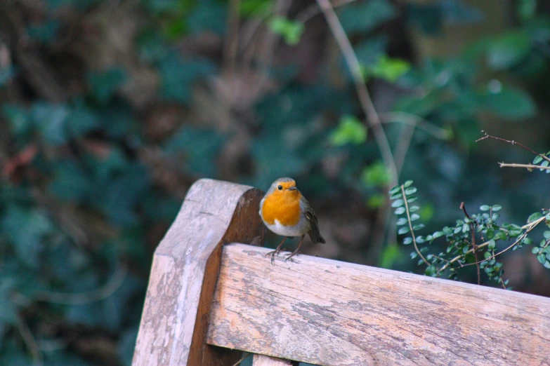 a small orange and yellow bird perched on a wooden bench