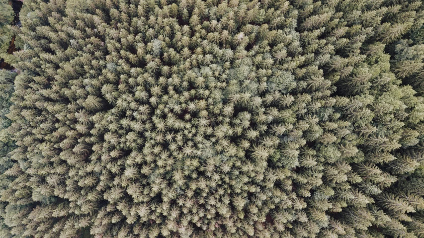 aerial view of a field with trees in the foreground