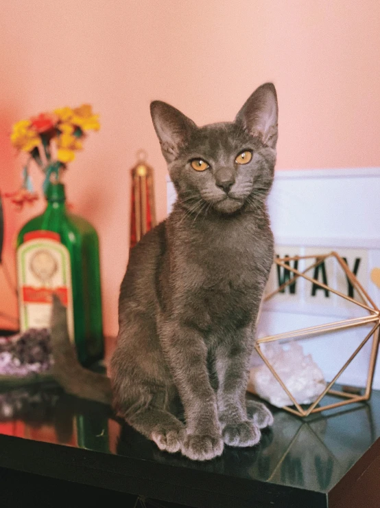 a cat sitting on top of a black table