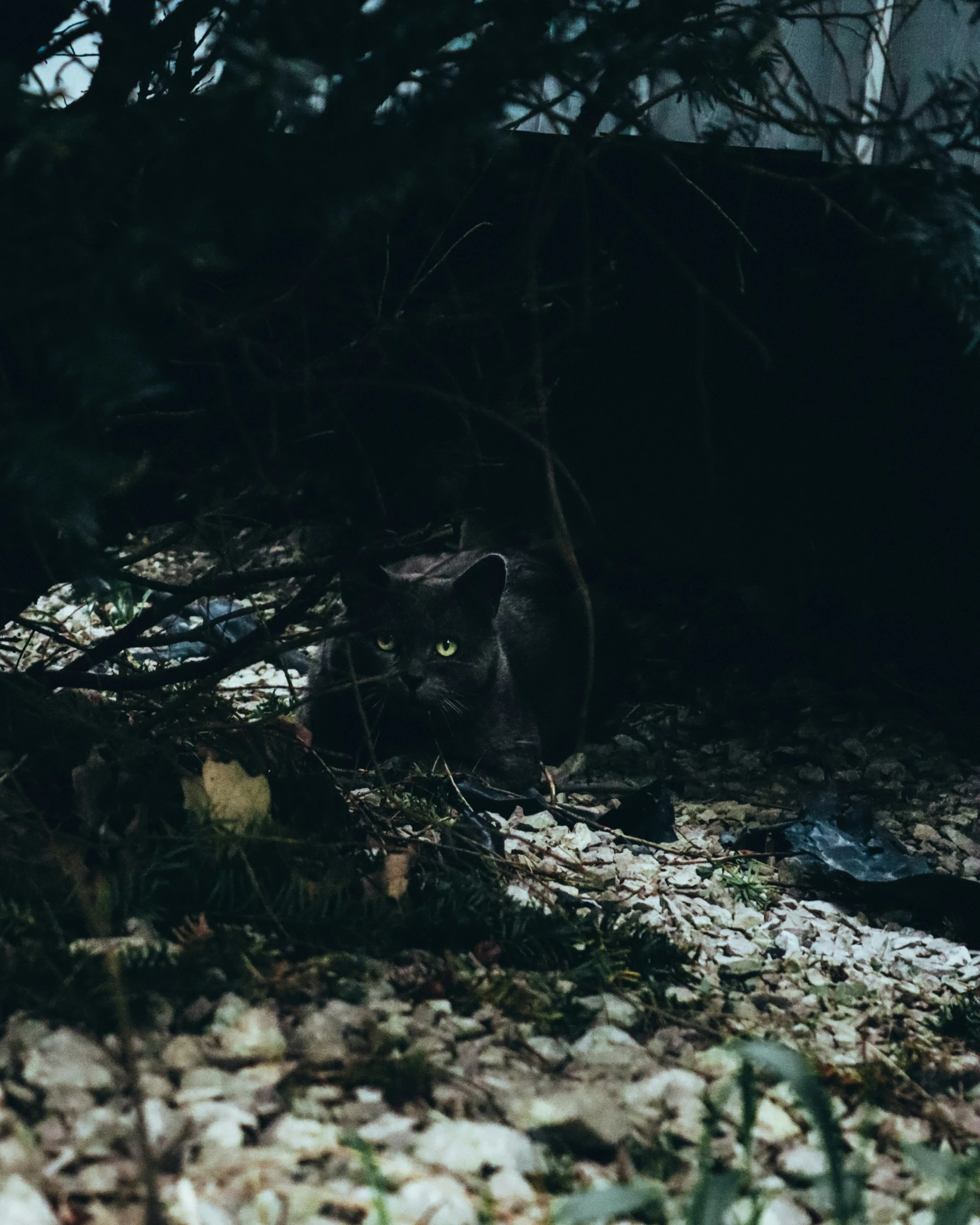 a dark black cat staring at the camera with a blurred background