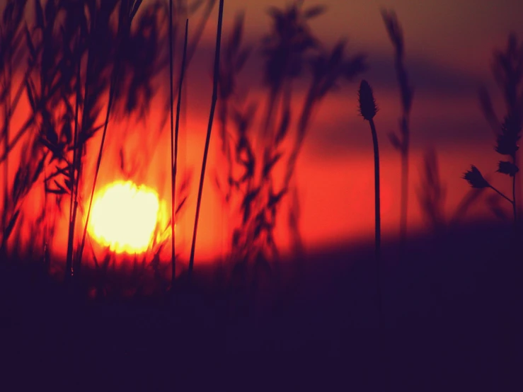 a sun is setting through some tall grass