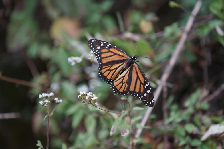 the underside of a erfly sitting on a plant