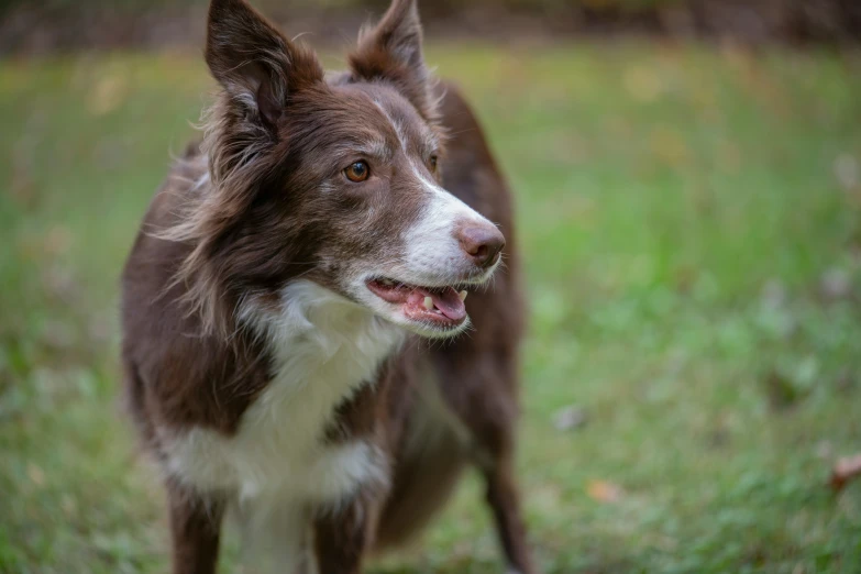 the dog stands looking forward with it's face slightly closed