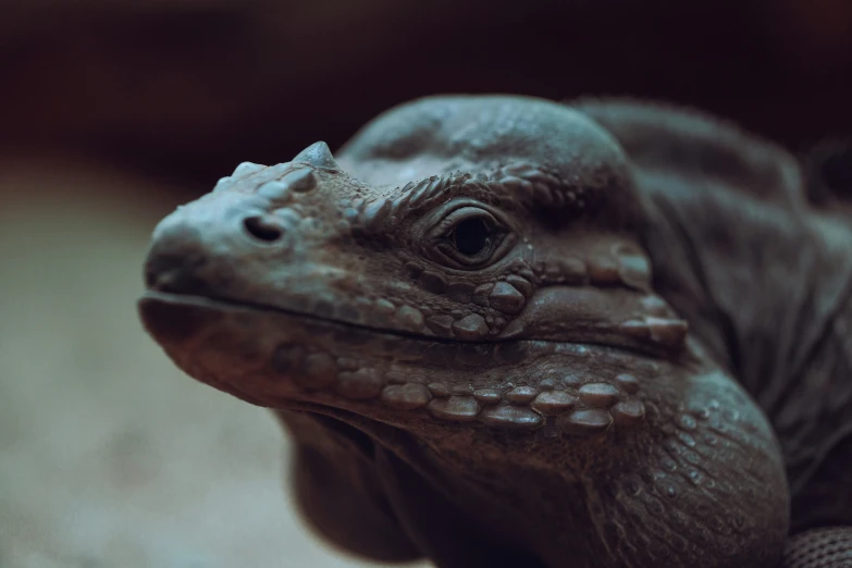 the face and snout of a monitor lizard