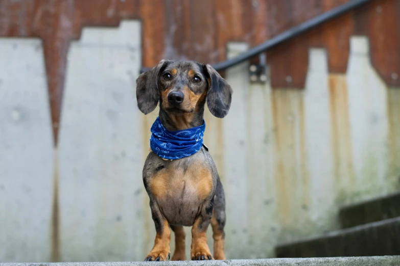 a dachshund dog is sitting outside near a wall