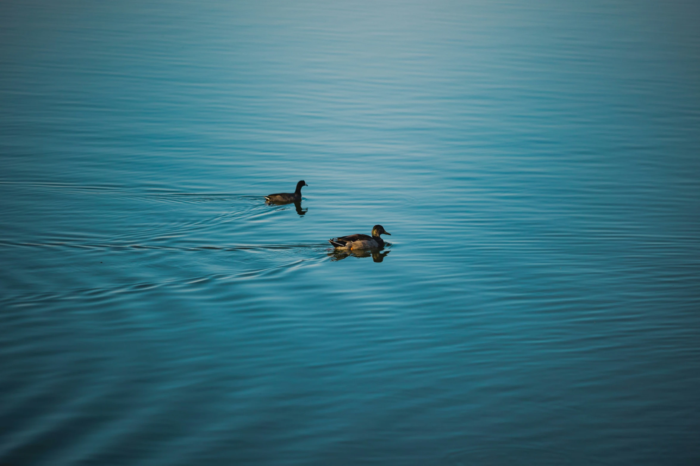 two ducks are floating in the blue water