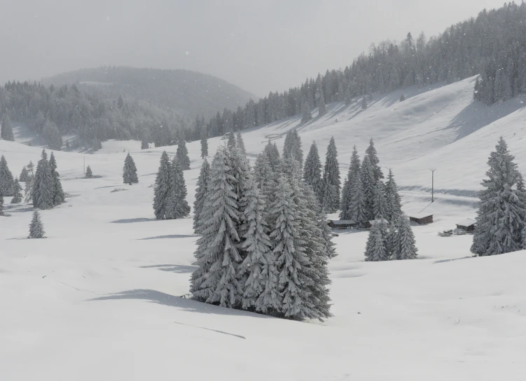 snow is falling around small pine trees