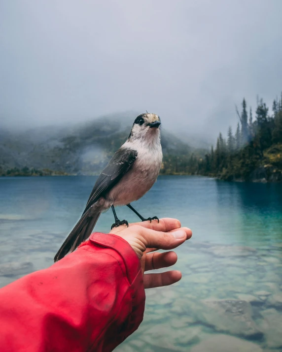 the bird is perched on a persons hand