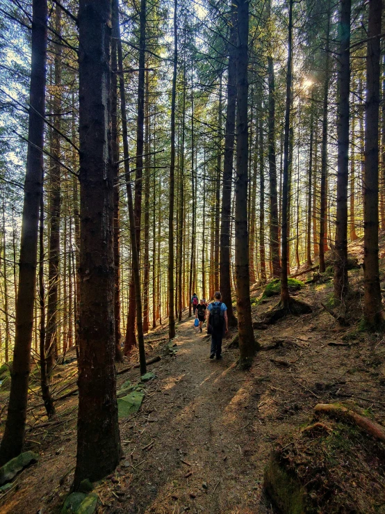 several people on a trail in the woods