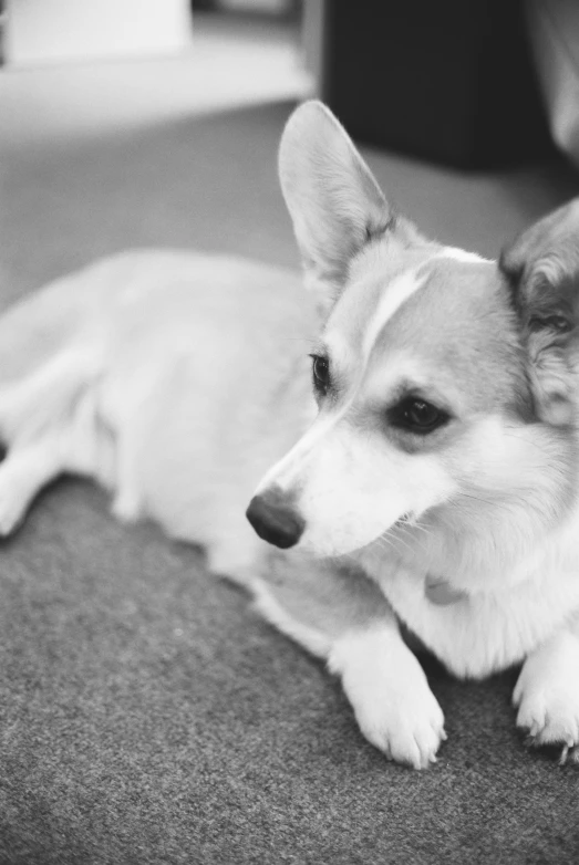 a little puppy that is sitting on the floor