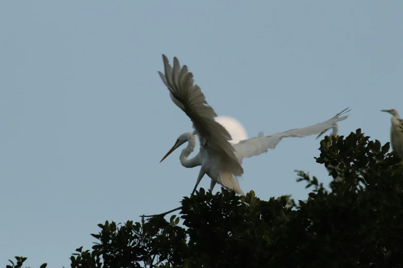 a bird flies across the clear blue sky