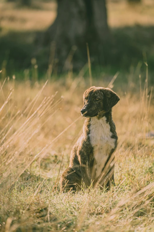 small puppy sitting down in a field full of tall grass