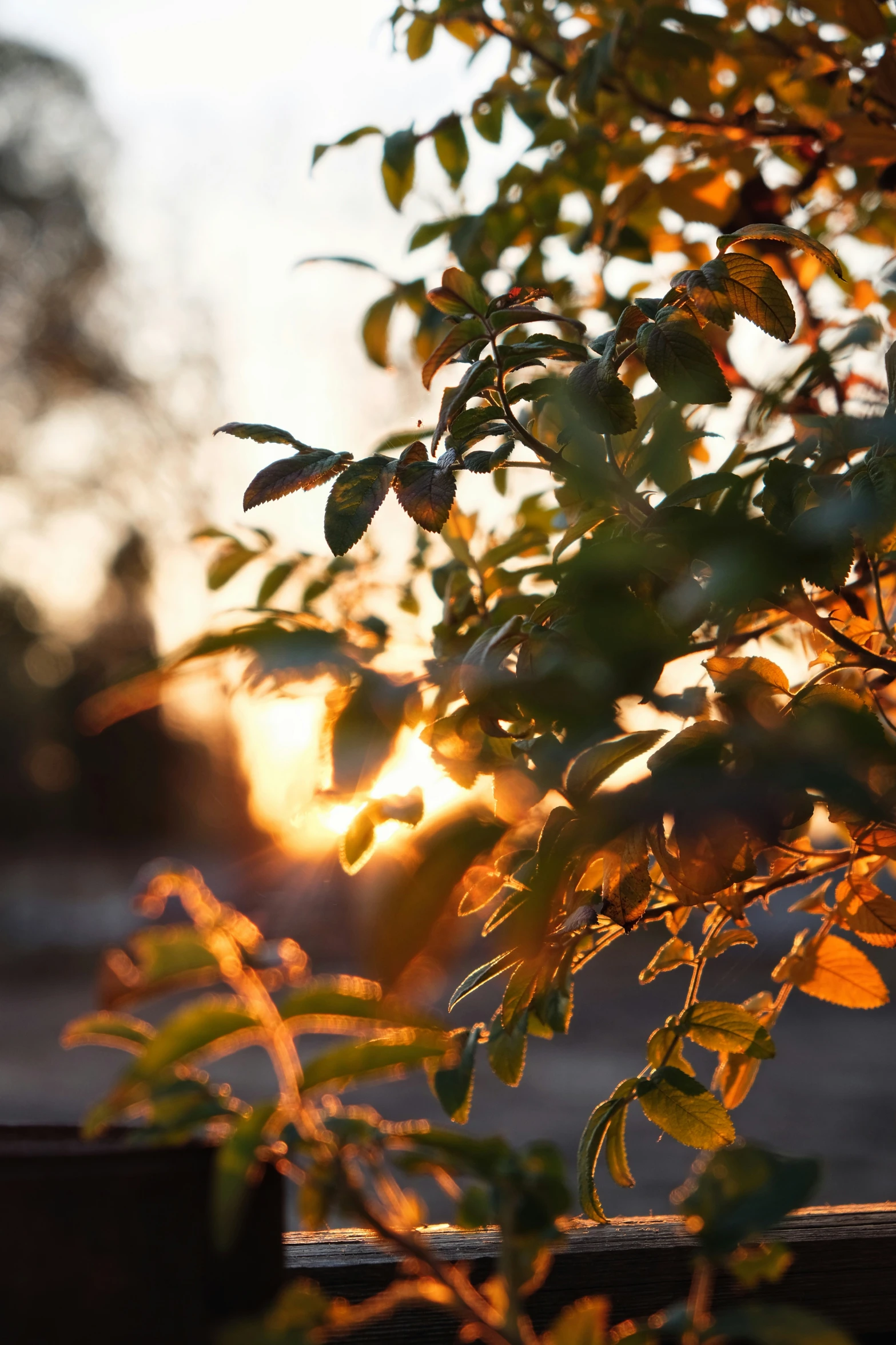 a small leafy tree sits in front of a sun setting