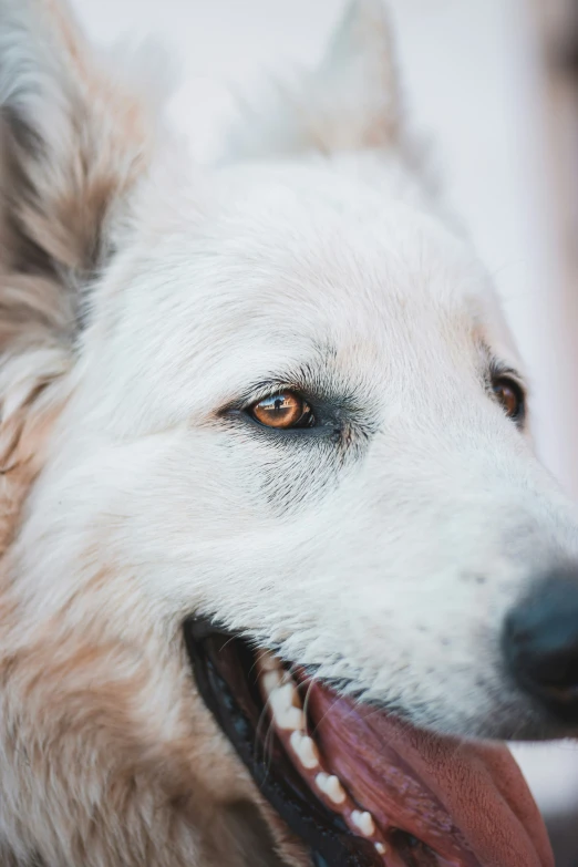close up s of a white dog with red collar