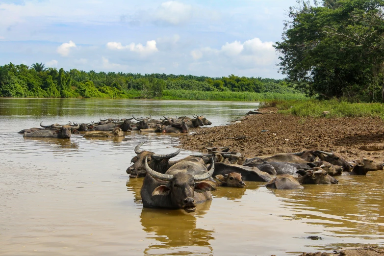 water buffalo in muddy water with trees in the background