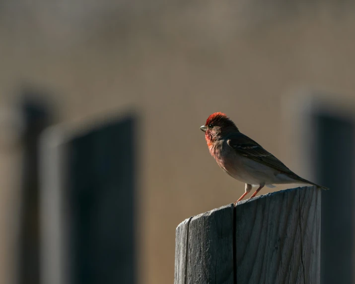 this small bird is sitting on a wood post