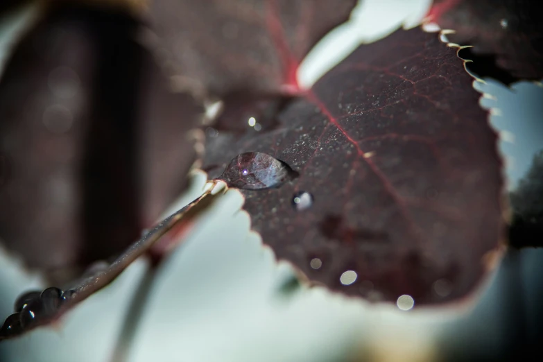 the back end of a fallen red leaf