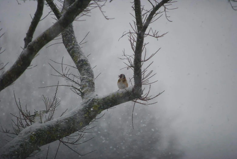 the small bird sits on the limb of a tree as it snows