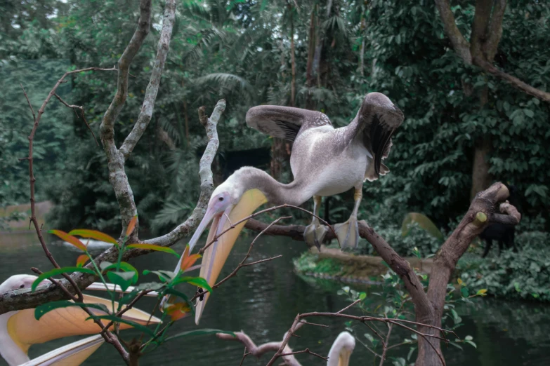 a white bird with a black wings flying over water