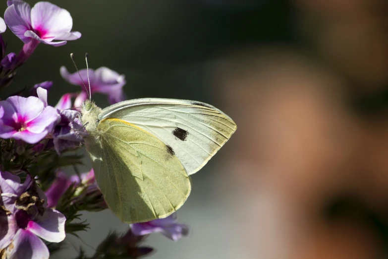 small white erfly resting on a purple flower