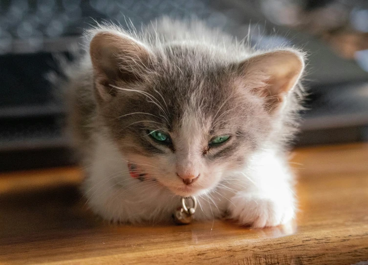 a grey and white kitten laying down on the floor