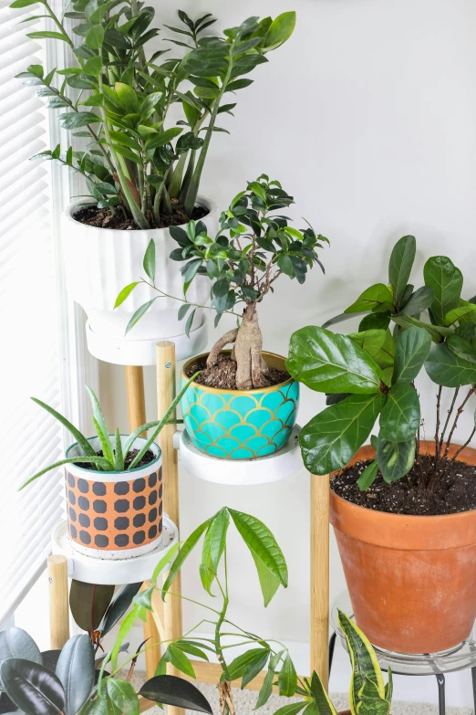 a bunch of house plants are on a small stand