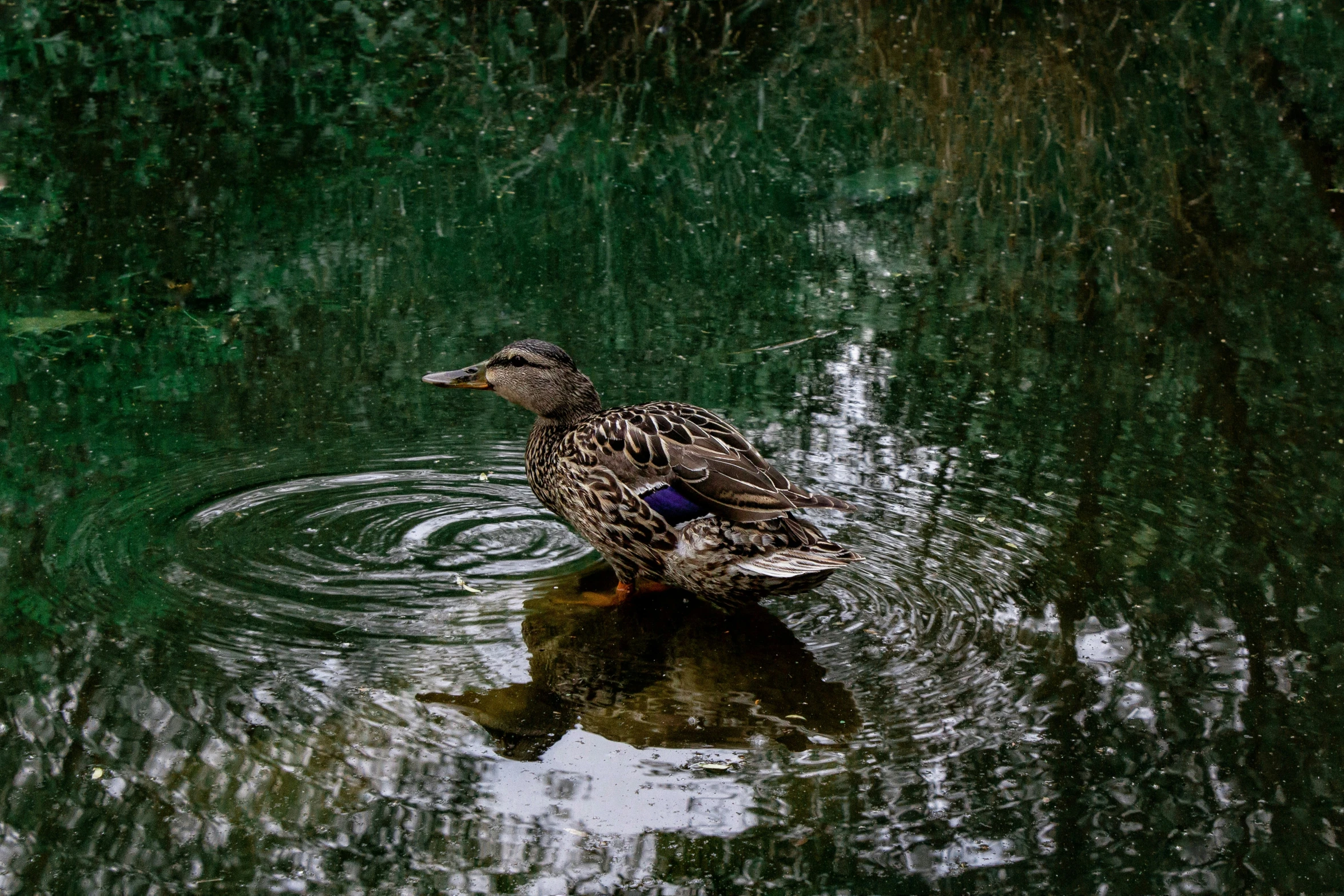 a duck is swimming in a pond