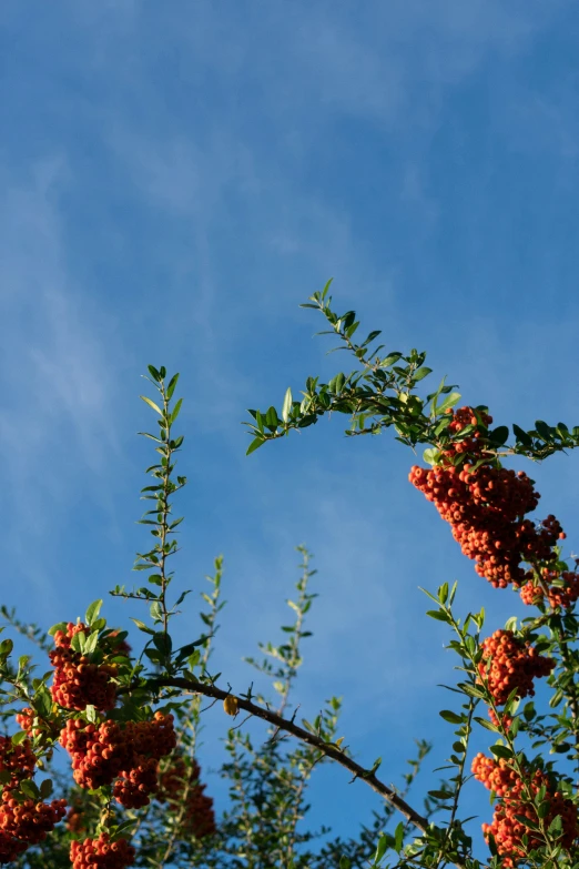 there is a blue sky behind red berries