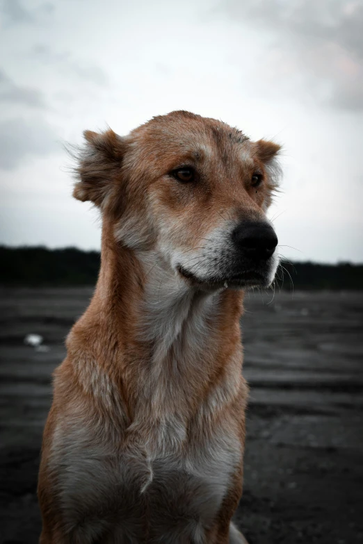 a close up view of a dog sitting on dirt