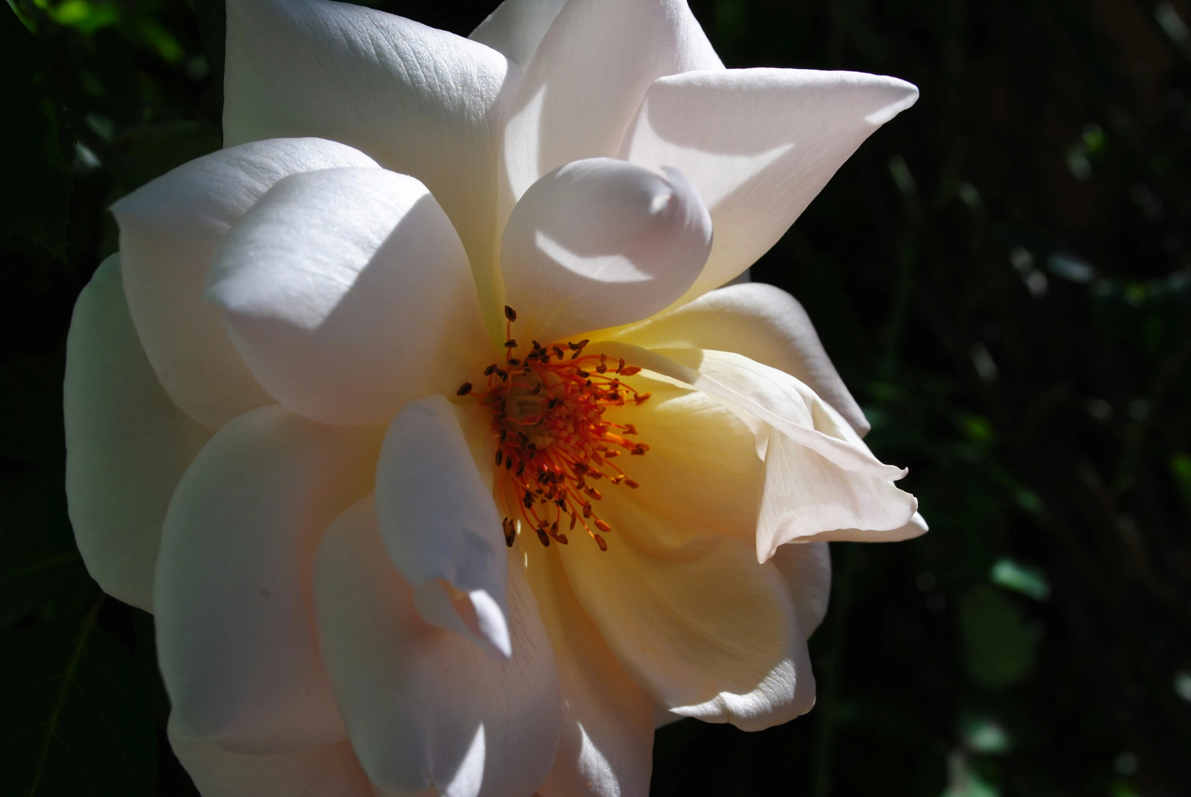 a white rose with a yellow center in a garden