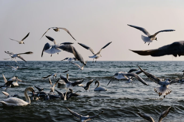 some seagulls and one is flying over the water