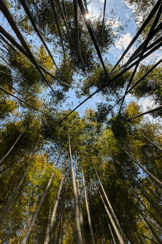 looking up in an asian bamboo forest
