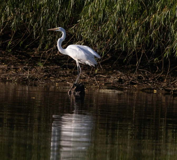 a bird stands in shallow water and eats