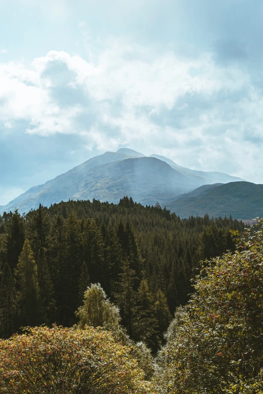 trees with a view of mountains and clouds