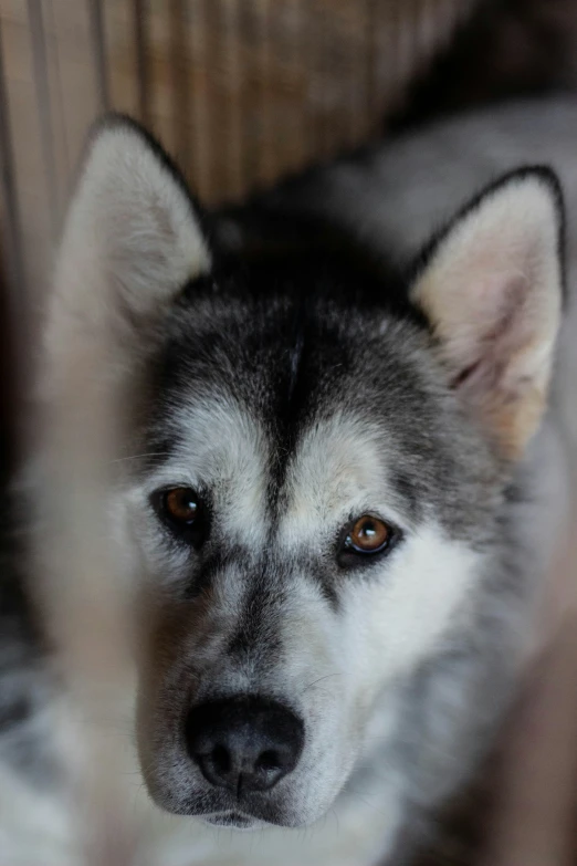 a close up of the face of a husky dog