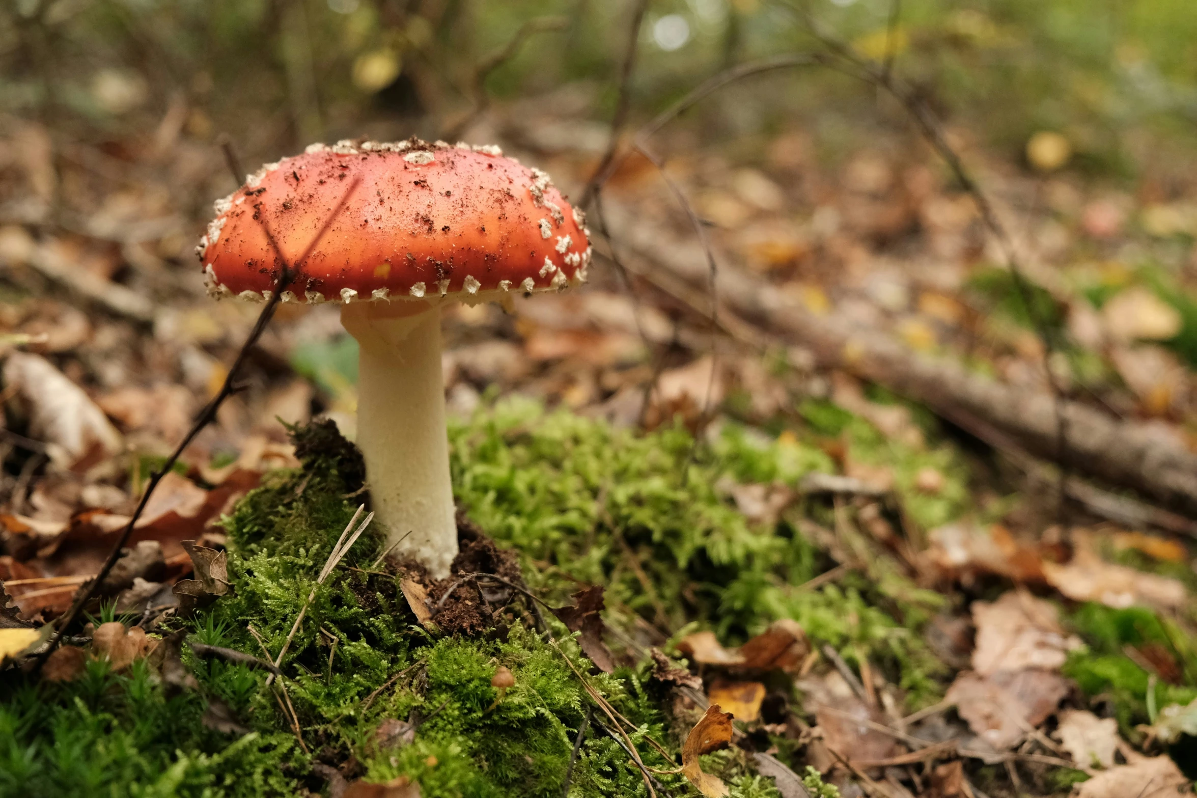 a small mushroom with small dots is growing in the forest