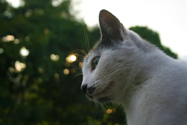 a white cat that is looking out over the trees