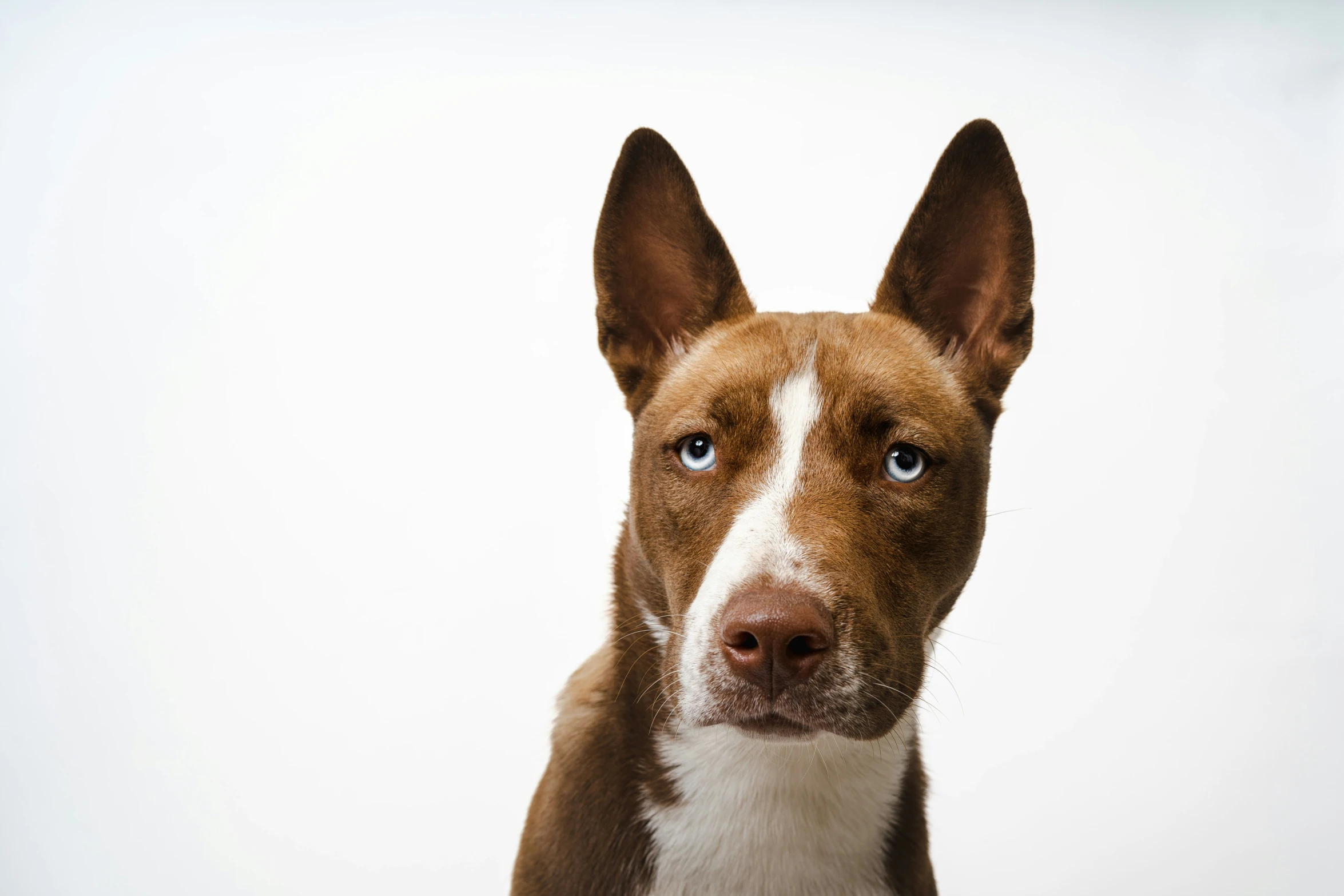 the close up image of a dog with an alert look