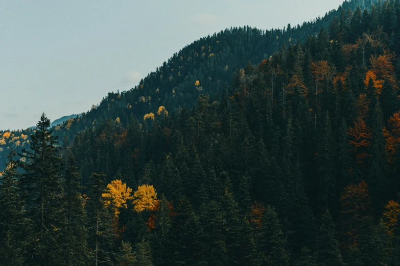 the back side of a mountain with a tree line on top