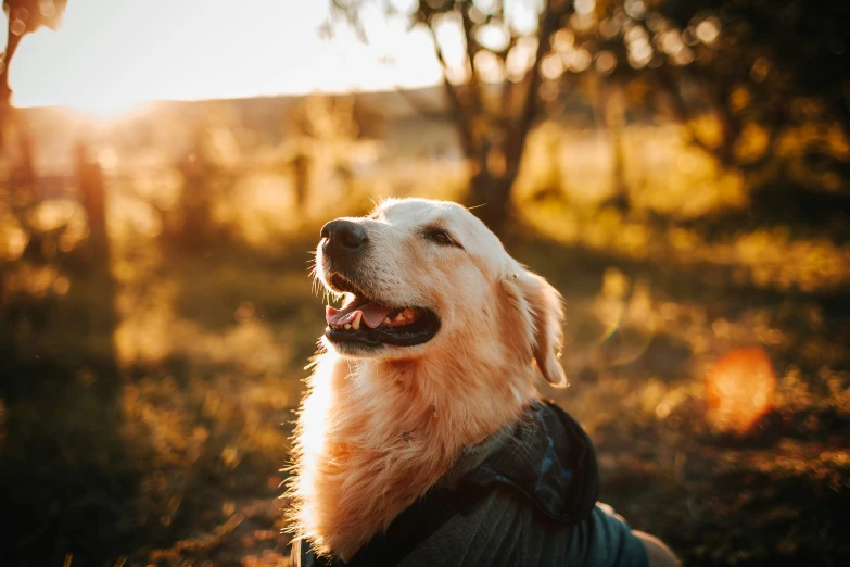 a dog wearing a winter coat is in the sunset