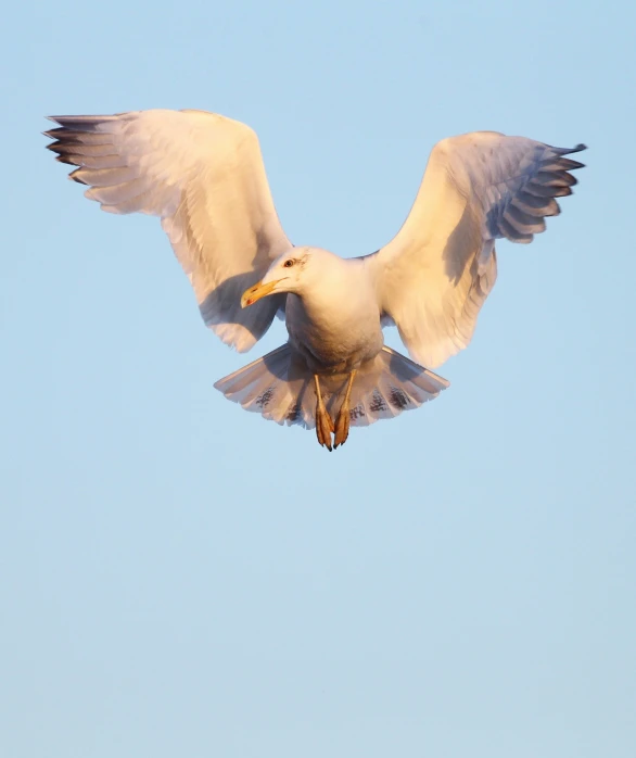 a bird flying through the air with wings outstretched